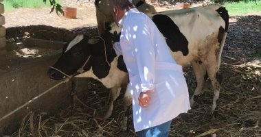 بدء حملة تحصين الماشية ضد الحمى القلاعية والوادى المتصدع بالأقصر.. صور