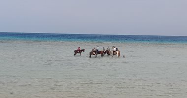 رواج سياحى كبير لرحلات الخيول على شواطئ شمال مدينة الغردقة.. فيديو