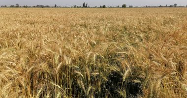 دعم الدولة للمزارعين يضاعف زراعة القمح بالدقهلية إلى 252 ألف فدان.. فيديو