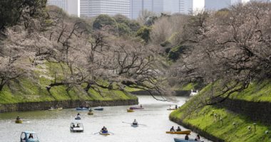 فصل الربيع يزين حدائق اليابان بتفتح أزهار الكرز