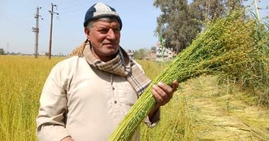 أقدم محاصيل التاريخ.. انطلاق موسم حصاد الكتان بغيطان الشرقية.. سعر طن الألياف يتخطى الـ200 ألف جنيه.. ورئيس قسم بحوث محاصيل الألياف السابق: الدولة توسعت فى زراعة الذهب الأخضر هذا العام بمساحة 48 ألف فدان.. صور 