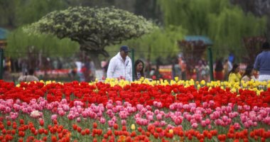 أزهار التيوليب تعلن استقبال فصل الربيع.. حدائق كشمير أيقونة الزهور فى الهند