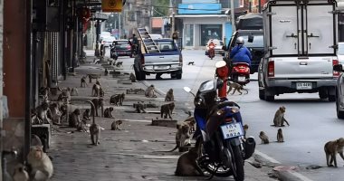 تايلاند تضع خطة لإنهاء الحرب الأهلية مع القردة بعد سنوات من المواجهات