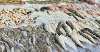 بوري وشبار.. الأسماك أشكال وألوان في السوق الحضاري ببورسعيد.. فيديو وصور