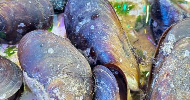 بلح البحر.. أكلة بحرية شهيرة على مائدة البورسعيدية.. فيديو وصور