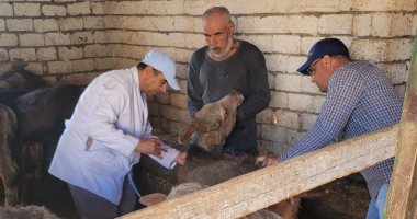 تحصين 120 رأس ماشية ضد الحمى القلاعية والوادي المتصدع بالدقهلية