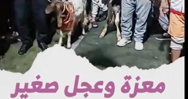 معزة وعجل صغير فى ختام الدورات الرمضانية بقرى الغربية.. فيديو