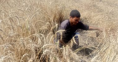القمح منور حقول الفيوم.. وكيل وزارة الزراعة يكشف تفاصيل موسم الحصاد والتوريد