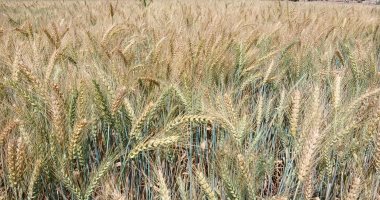وزارة التموين: ارتفاع توريد القمح المحلى لـ1.6 مليون طن حتى الآن