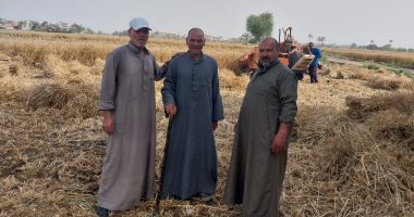 فرحة المزارعين بحصاد القمح فى الشرقية تنسيهم حرارة الشمس.. فيديو