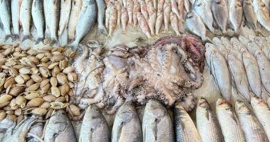 الأخطبوط يزين فروشات الأسماك ببورسعيد.. وبائع: بيبقى حلو صينية.. فيديو وصور