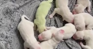 ولادة كلب بلون أخضر غريب فى فلوريدا.. فيديو