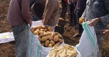 الخير مالي الأرض.. شاهد فرحة حصاد محصول البطاطس بمزارع القليوبية