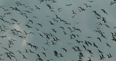 ذكرى تحرير سيناء.. محمية الزرانيق ممر فريد من نوعه للطيور المهاجرة والمتوطنة