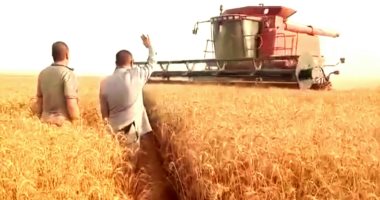 رئيس مركز الفرافرة يفتتح موسم حصاد القمح بإجمالى 90 ألف فدان بنطاق بالمركز
