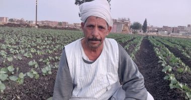 مزارعو الشرقية بعد حصاد البامية: محصول صيفي ويتم جمعه أكثر من 50 مرة.. صور