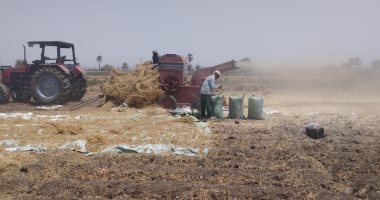 مصرع فتاة خلال عملها فى حصاد القمح بإحدى قرى العياط