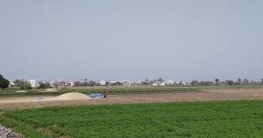 القمح على وش الأرض فى المنيا.. شاهد فرحة المزارعين بالحصاد.. فيديو