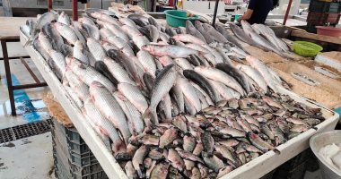 بعد المقاطعة.. انخفاض أسعار الأسماك بأسواق الإسماعيلية 30% "فيديو" 