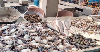 عودة حركة البيع بسوق الأسماك فى الإسماعيلية بعد انخفاض الأسعار.. فيديو 