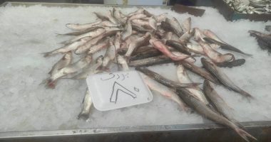 تجار بورسعيد يخفضون أسعار الأسماك بنسب وصلت إلى 50%.. صور