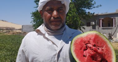 شاهد جمع محصول البطيخ فى أراض المنيا.. فيديو وصور