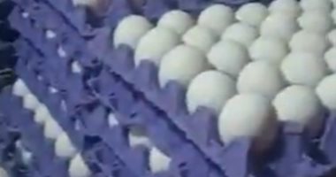 انخفاض كبير فى أسعار البيض بكفر الشيخ بنسبة تصل إلى 20%