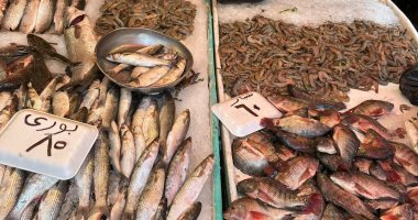 الشبار بـ60 جنيها.. انخفاض أسعار الأسماك مستمر فى بورسعيد.. فيديو وصور