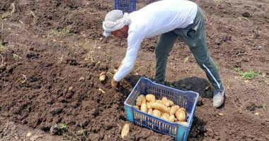 حصاد محصول البطاطس فى المنوفية