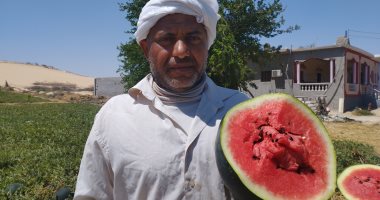 محصول البطيخ يغزو الصحراء.. والمزارعون: زراعته صعبه جدا ويحتاج لرعاية.. صور