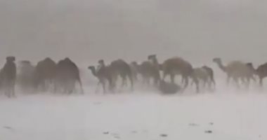 تداول فيديو لإبل تسير وسط الثلوج فى صحراء الطائف بالسعودية