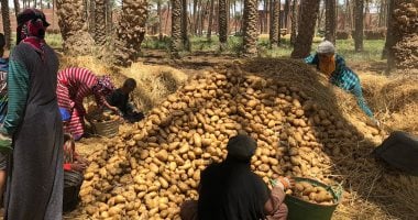 البطاطس أكوام بالجيزة وبأقل سعر.. مباشر من حصاد "فاكهة المائدة المصرية"