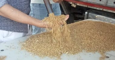 شون وصوامع المنيا تستقبل 132 ألف طن من محصول القمح لموسم حصاد 2024 