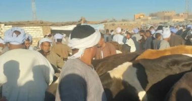فحص وتحصين الأبقار والعجول في سوق إسنا الأسبوعى للماشية.. صور