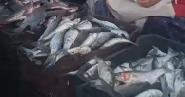 انخفاض أسعار الأسماك وزيادة الإقبال على شرائها.. فيديو 