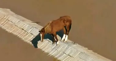 حصان محاصر فوق سطح المنازل بسبب الفيضان يثير الجدل فى البرازيل.. فيديو وصور 