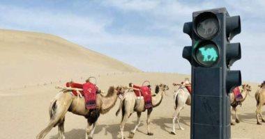 الصين تضع إشارات مرور للجمال فى الصحراء لتجنب التكدسات المرورية