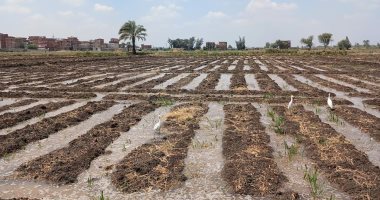 تفاصيل مشروع عملاق لزراعة نصف مليون فدان بسيناء بمشاركة القطاع الخاص