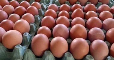 وزارة الزراعة تطرح بيض المائدة بـ120 جنيهًا للكرتونة في 7 محافظات