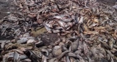 إعدام 6 أطنان أسماك غير صالحة للاستهلاك الآدمى بفوة فى كفر الشيخ