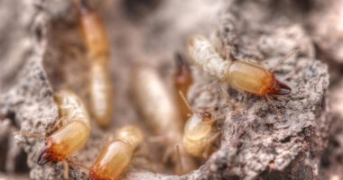 دراسه جديدة: تغير المناخ يتسبب في تفشي النمل الأبيض على نطاق أوسع