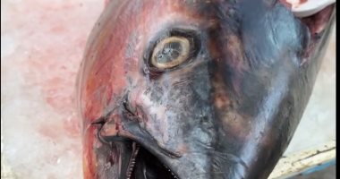 وزنها 70 كيلو.. أكبر سمكة تونة بمصر موجودة في سوق أسماك بورسعيد.. فيديو