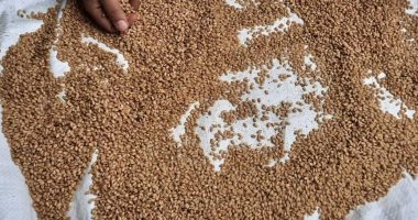 ارتفاع المورد من القمح المحلى إلى 257707 أطنان بالدقهلية  