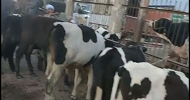 إقبال على أسواق الماشية قبل عيد الأضحى المبارك بسوهاج.. مباشر