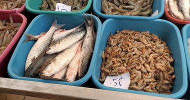 انخفاض أسعار الأسماك فى أسواق المنوفية.. والبلطى بـ75 جنيها