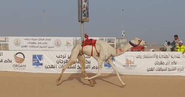 محافظ جنوب سيناء يشهد ختام سباقات الهجن وتسليم الجوائز للفائزين