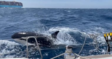 بيلعبوا.. دراسة تكشف: اصطدام الحيتان القاتلة بالقوارب من أجل المتعة