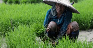 زراعة الأرز فى إندونيسيا تتحدى التغيرات المناخية
