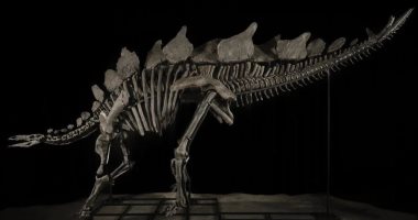 بيع هيكل عظمى لديناصور عمره 150 مليون سنة بـ6 ملايين دولار بمزاد علنى