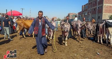 أضاحى العيد